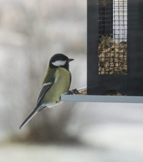 Chickadee perched on wood and wire birdfeeder with winter background.
